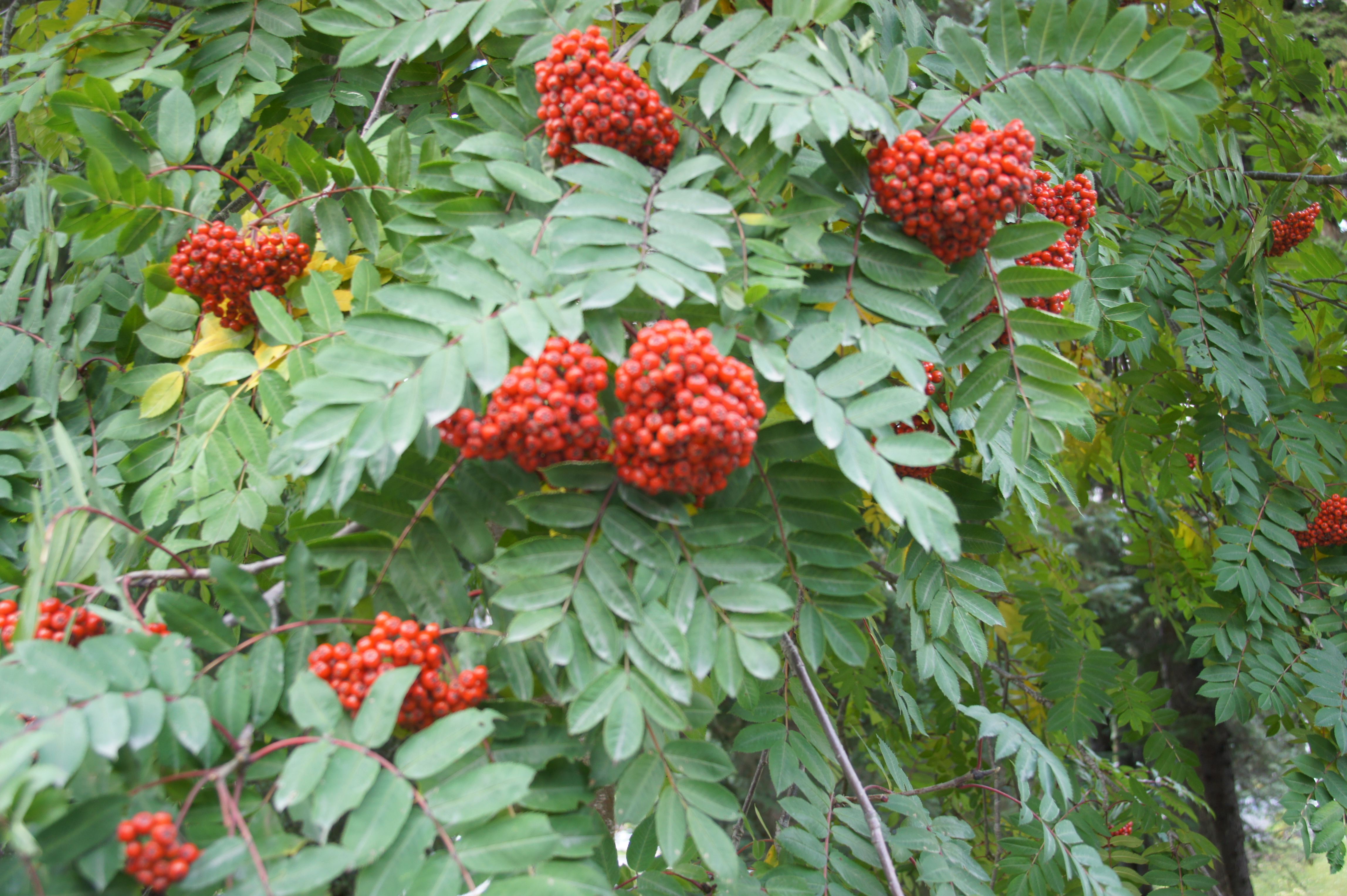 Click to return to the thumbnail index