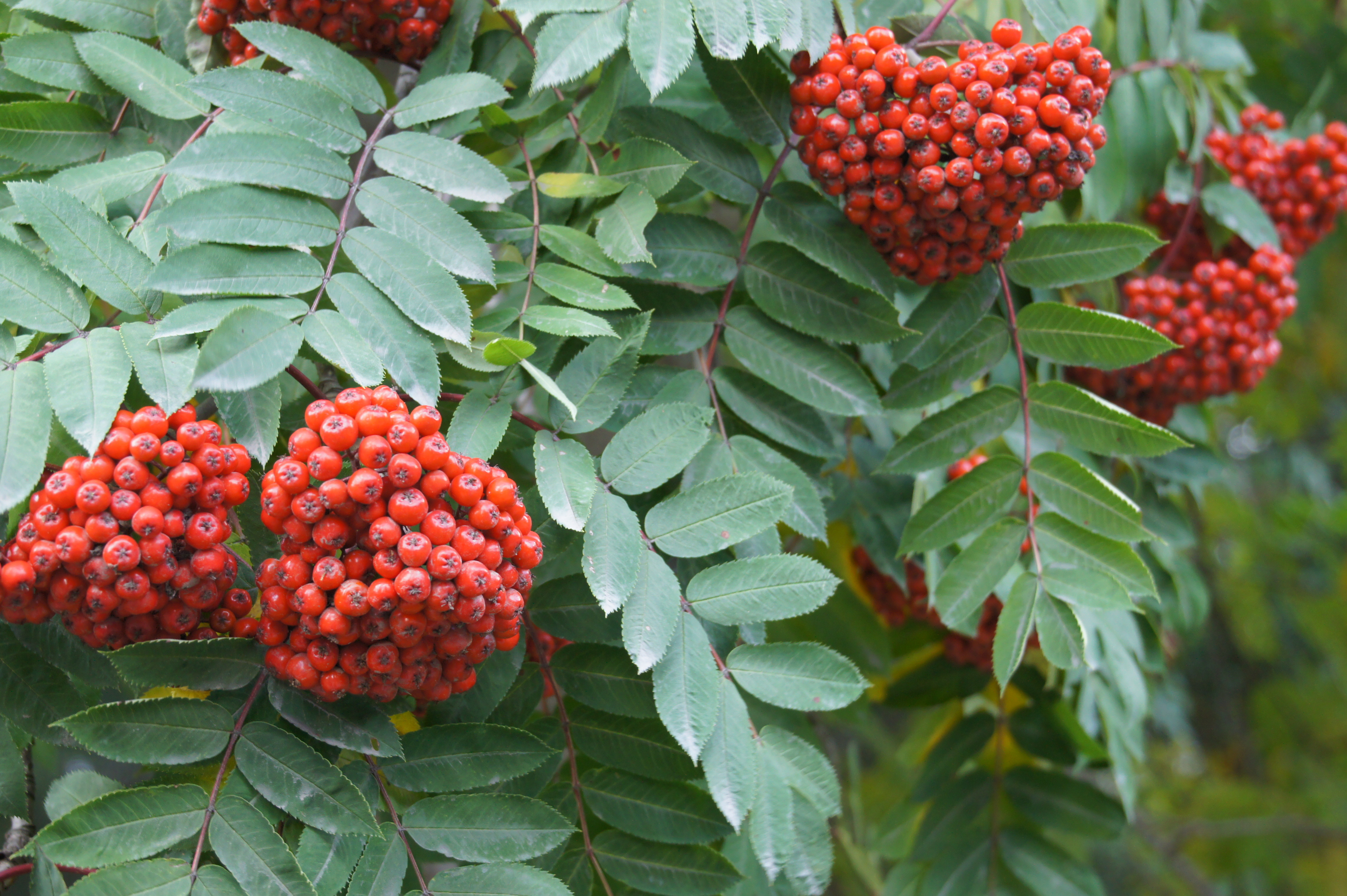 Click to return to the thumbnail index